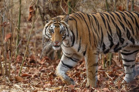 Bengal Tiger In Bandhavgarh In India Stock Image Image Of Female