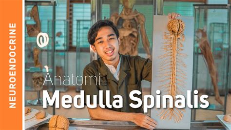 Anatomi Sistem Saraf Medulla Spinalis Sumsum Tulang Belakang YouTube