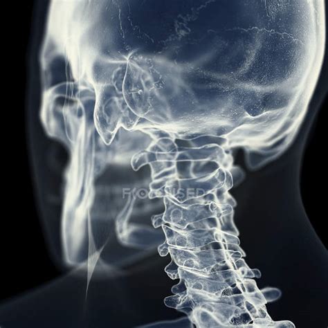 Illustration Of Cervical Spine In Human Skeleton — Standing Anatomy