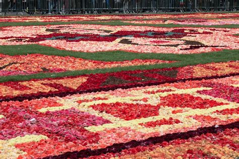 Summer Leibius Carpet Of Flowers Edh Rosa Flower Carpet Scarlet