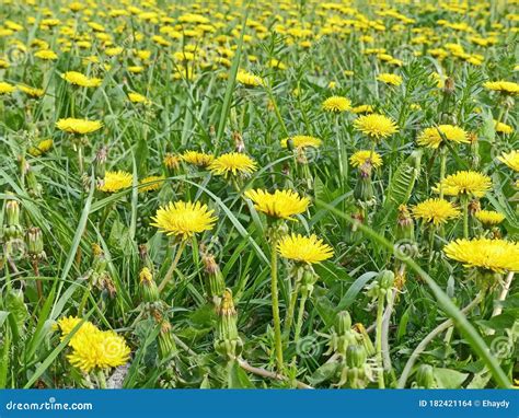 Meadow Of Yellow Dandelions In Early Spring Dandelion Is A Well Known
