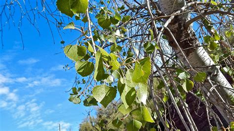 Cottonwood Tree Leaf Vs Aspen Mao Delarosa