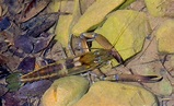 Camarón de Río - Fauna Dominicana