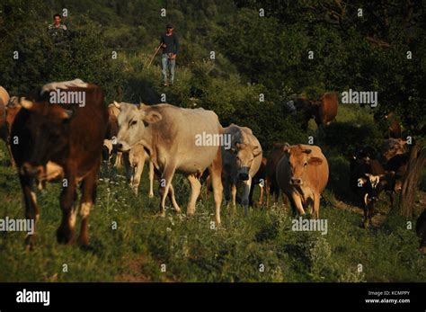 Grazing Cows In Georgia Lesser Caucasus Seasonal Village High In The