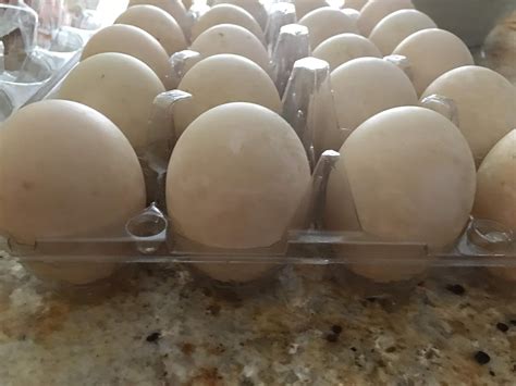 Fertile Duck Eggs For Hatching Or Eating 6 Pet Supplies