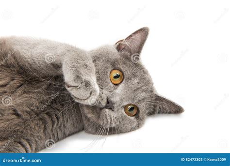 British Shorthair Grey Cat Isolated Stock Photo Image Of Purebred