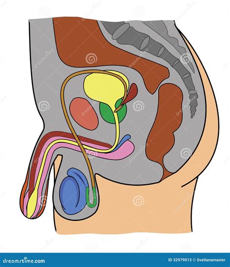 Anatomie Van Mannelijk Genitaal Systeem Stock Illustratie