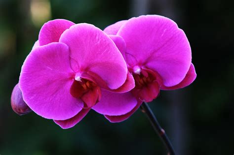 Como Cuidar de Orquídeas Seu Guia Definitivo de Cuidados