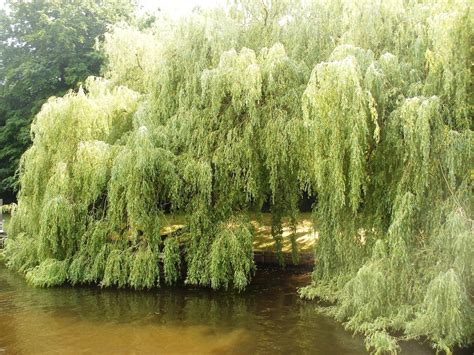 Weeping Willow Wallpapers Hd Wallpaper Collections