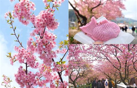 Kawazu Sakura Festival View The Cherry Blossoms Early Matcha