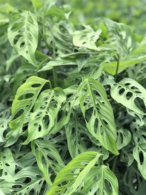 Wholesale Foliage Plant Tropical Foliage Plants For Sale Foliage