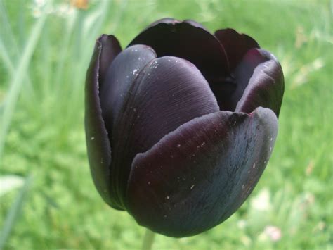 Black Tulips Wallpaper X