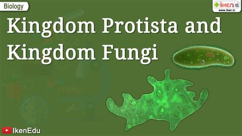Kingdom Protista And Kingdom Fungi Class 11 Biology Iken Youtube
