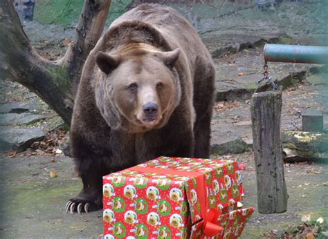 Ako Trávia Vianoce Zvieratá V Zoo Bratislava Mestské časti