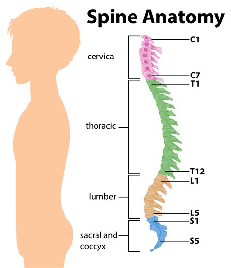 Pathophysiology Of Spinal Cord Injury Its Overview