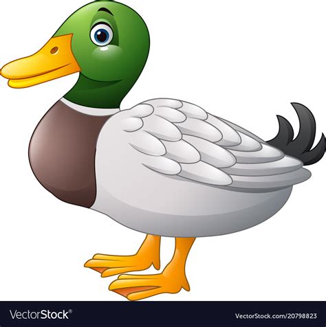 Cartoon Duck Vector