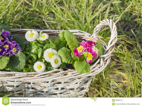 Primula Aund Daisies Spring Flowers In White Braided Basket Stock Photo