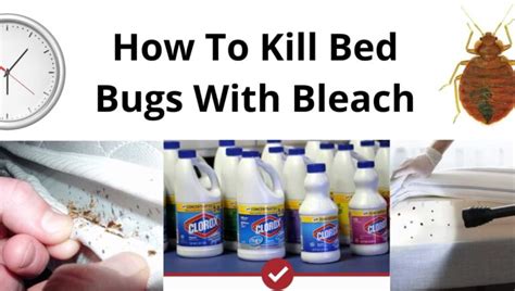 How To Kill Bed Bugs With Bleach My Domestic Home