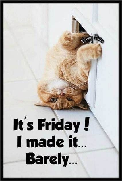 Checkout happy friday memes who give you joy, fun, happy life, and it makes us laughed. Good morning my friend Happy Friday!😊☕☕🙇‍♀️ 🐶🇺🇸 | Funny ...