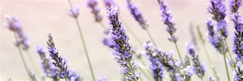 12 Types Of Lavender Growing Info Proflowers Blog