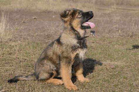 How To Stop German Shepherd Puppy Biting Dos And Donts The German