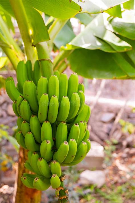Close Up Of Fresh Organic Green Banana S Bunch Stock Photo Image Of