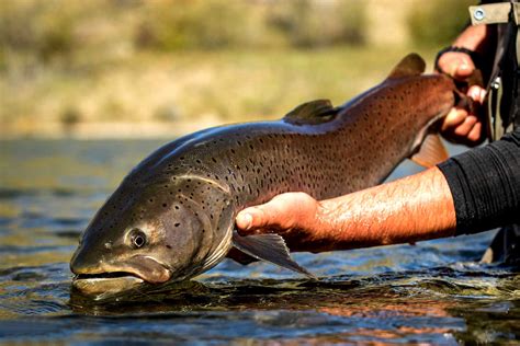 Taimen Fishing In Northern Mongolia Escape To Mongolia