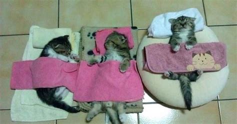 Funny Jokes N Pictures Cat Nap Time