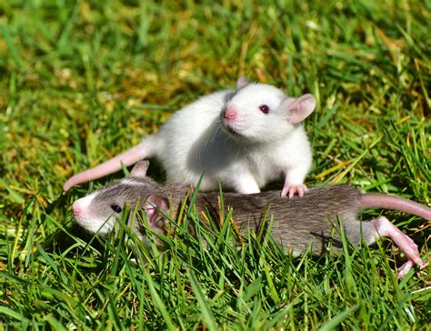Cute Baby Mouse Animal