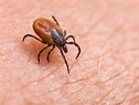 Lyme disease and ticks: Ask an expert your questions about how to ...
