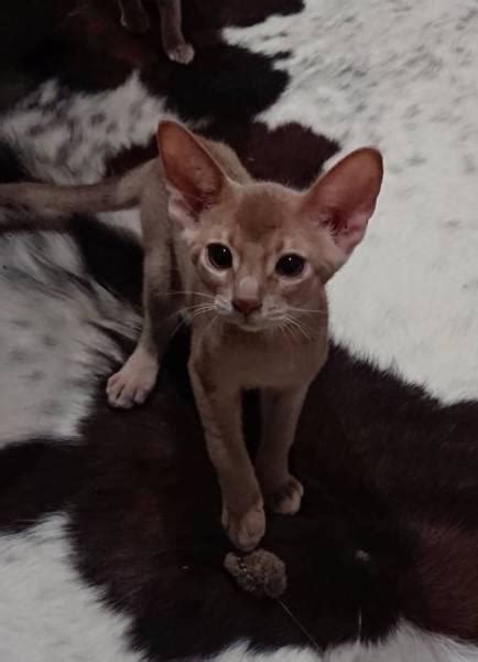 804 cat abyssinian products are offered for sale by suppliers on alibaba.com. Abyssinian Kittens for sale | Hatfield | Public Ads ...