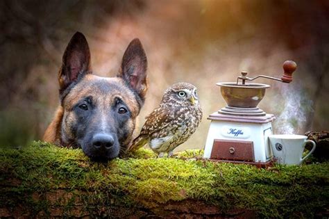 Belgian Malinois Is Best Friends With An Owl