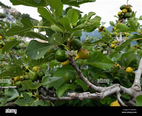 Fig Trees Ficus Carica Amalfi Coast Campania Italy Stock Photo Alamy