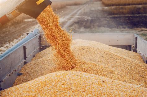 According to corn extension specialists, low test weight grain may be due to any number of causes that reduce kernel fill: China purchases record amount of US corn | 2020-07-31 ...