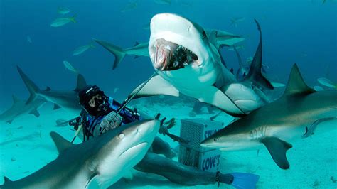 Places Where You Can Swim With Sharks Expedia