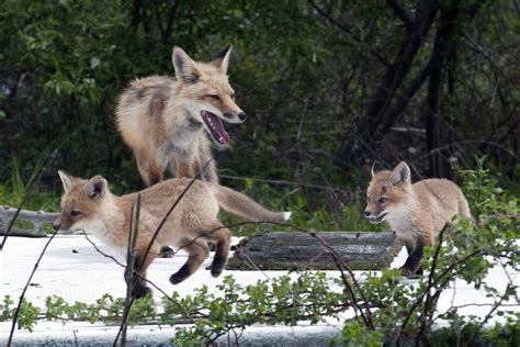 Gray Red Foxes And Coyotes Know Your Coastal Canids Coastal Review