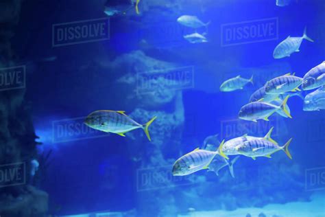 A Flock Of Tropical Sea Fish In Blue Water Stock Photo Dissolve