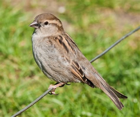 Filehouse Sparrow England May 09 Wikipedia
