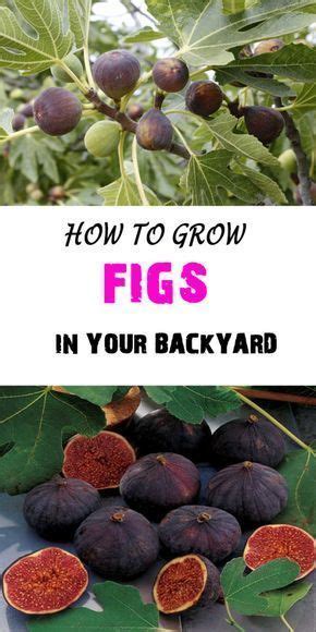How To Grow Figs In Your Backyard And Fig Trees In Pots Growing Fig