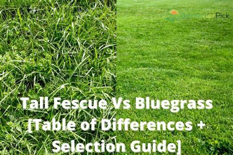 Tall Fescue Vs Bluegrass Table Of Differences Selection Guide