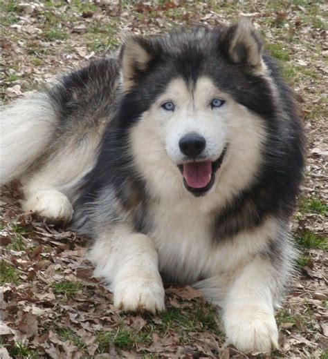 Alaskan Malamute Fluffy Husky Puppy Breed Pets Lovers