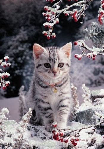 169 Best Images About Those Beautiful Cats On Pinterest