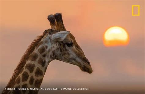 Pin By Vera Waldon On National Geographic National Geographic Kruger