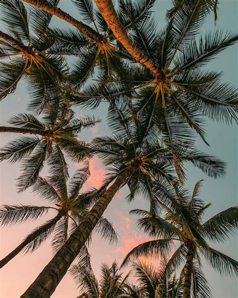 Jun 10, 2021 · elegant, feathery leaves spread out from tightly packed stems for a truly tropical appeal. #aesthetic #palmtree #summer #beach | Photography ...