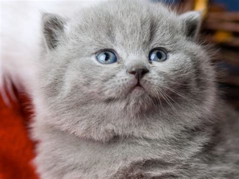 British Shorthair British Kitten Muzzle Blue Eyes