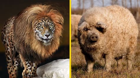 Craziest Hybrid Animals Created By Scientist You Wont Believe Exist