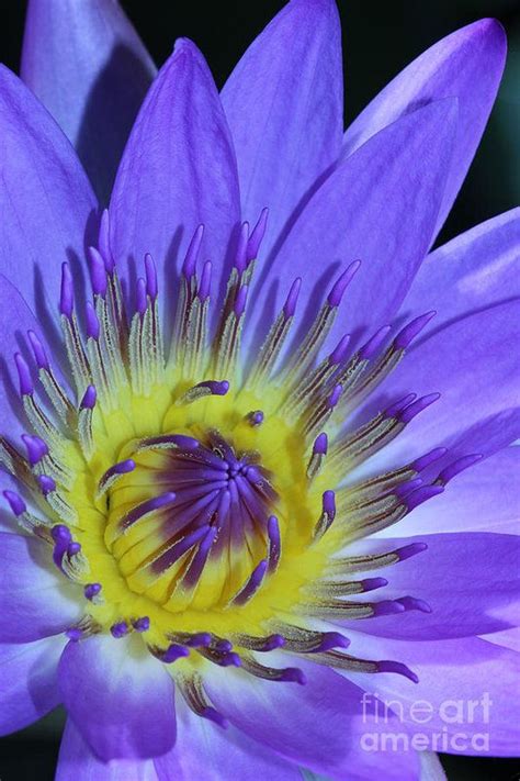 Royal Purple Water Lily By Judy Whitton Flora Garden Purple Garden