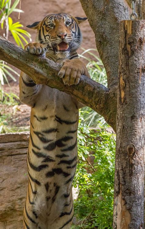 Berani The Malayan Tiger Stands Tall Pic By Darin