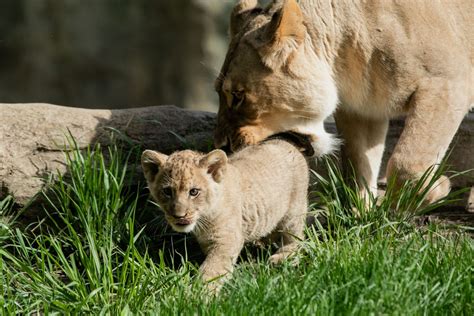 Photos African Lion Cub Pilipili Makes His Debut At Lincoln Park Zoo