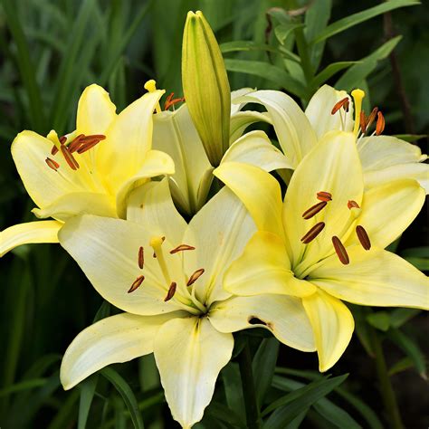 In Case Anyone Wanted To Pick Some Of Their Own Asiatic Yellow Lilies